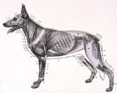 Bild oberflchliche Muskulatur des Hundes
